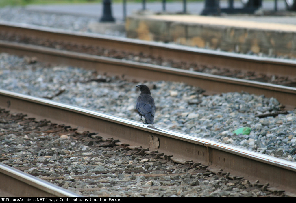 Walking the Tracks